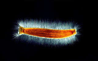 Illustration for article titled The year's strangest, most beautiful visions of the microverse